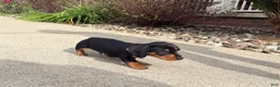 Miniature Dachshund dogs for sale: Tucker - Ad 4