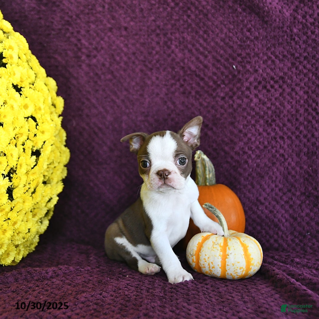 Boston Terrier dogs for sale: Trent - Ad 13