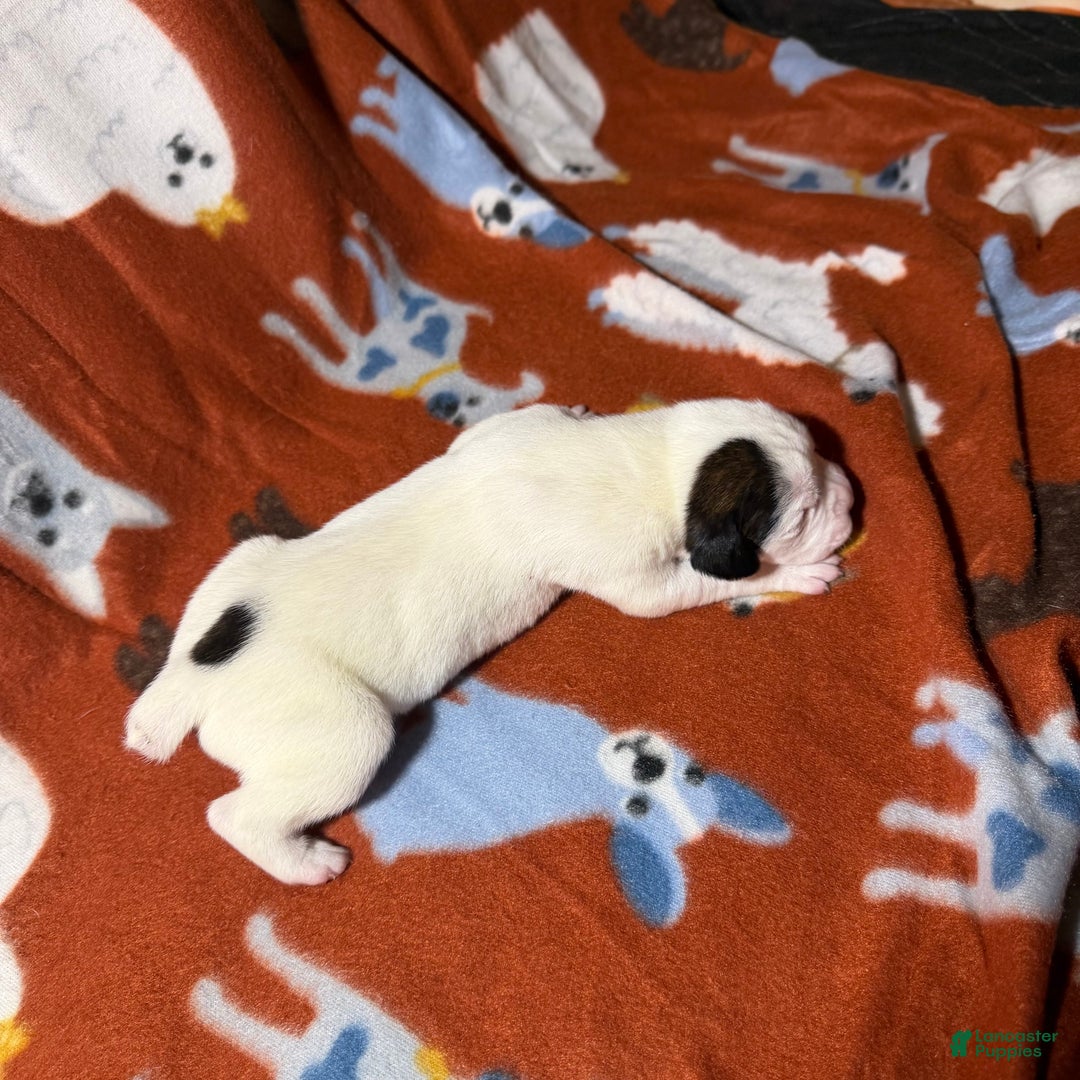 Boxer dogs for sale: Twinkles - Ad 2