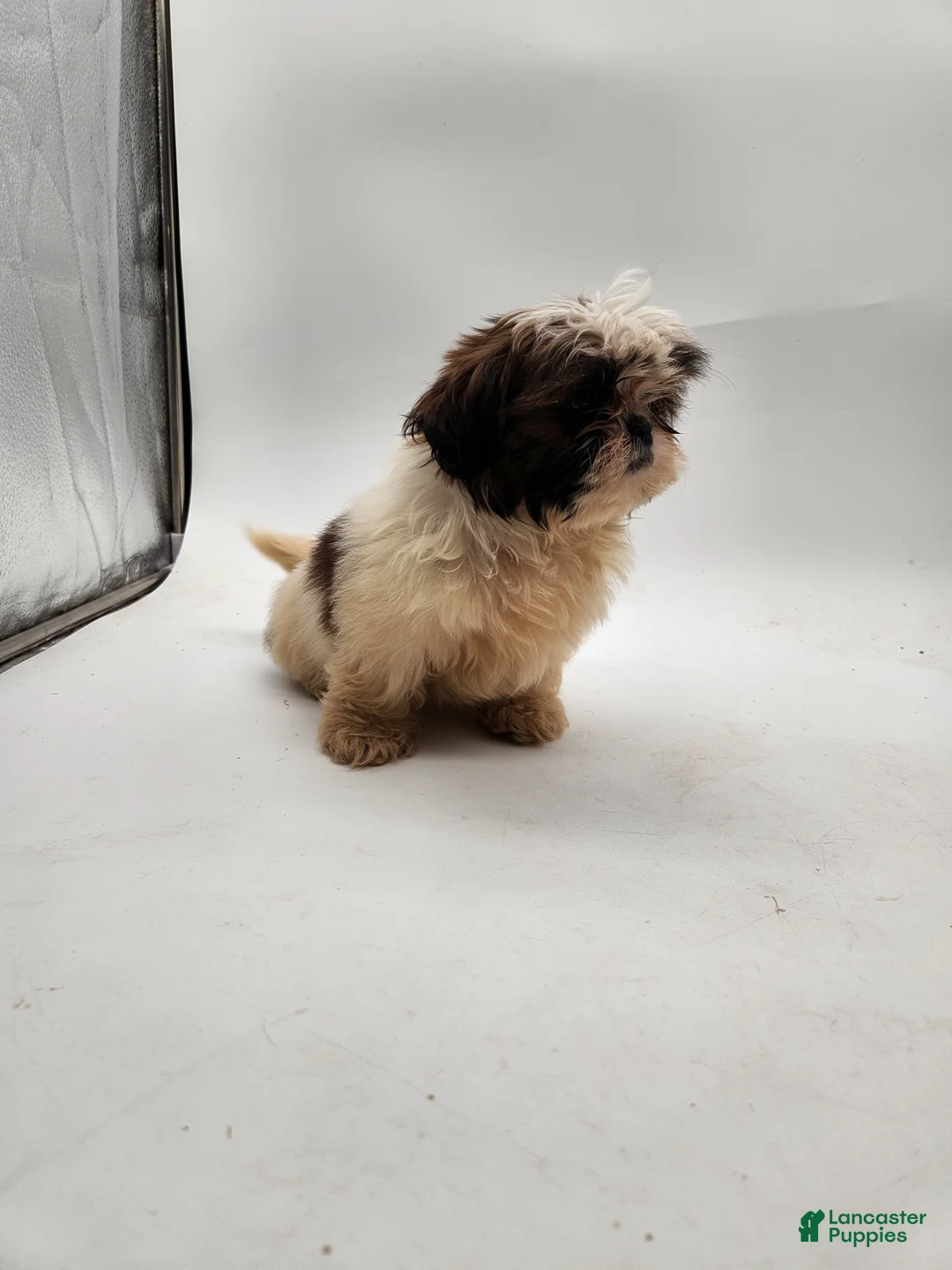Shih Tzu dogs for sale: Luna - Ad 2