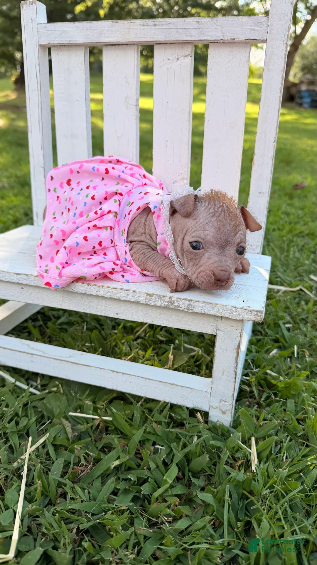 Chinese Crested dogs for sale: Chinese Crested 2 - Ad 18