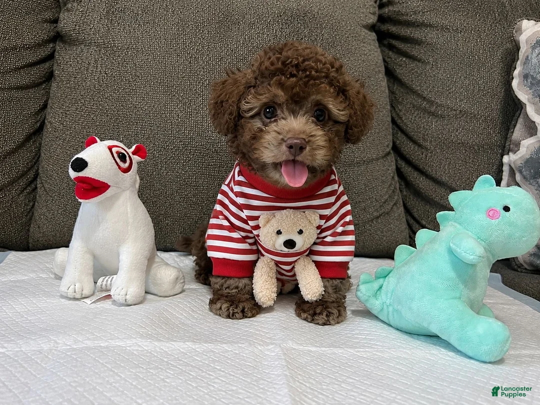 Toy Poodle dogs for sale: Baby Toy Poodle - Ad 1
