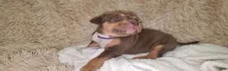 American Bully dogs for sale: PURPLE - Ad 6