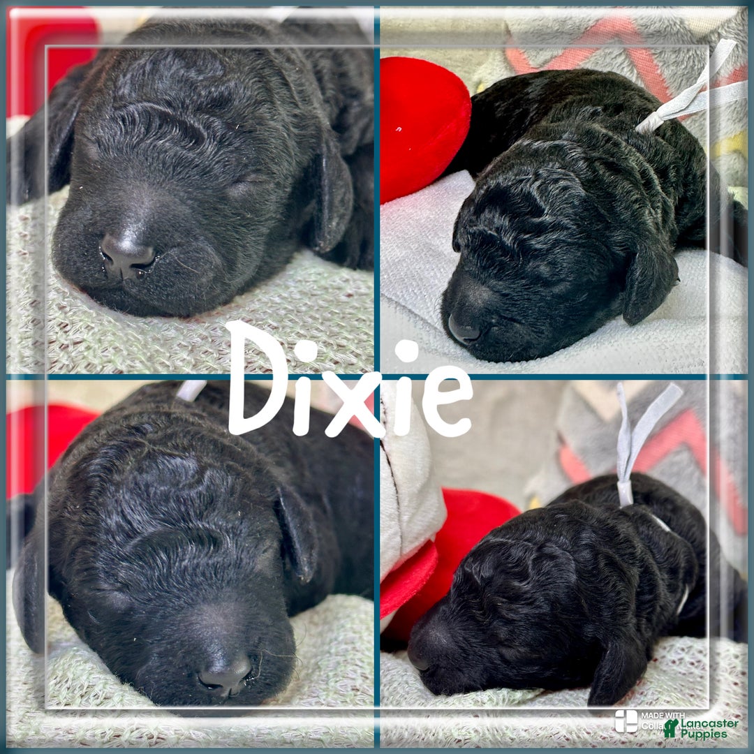 Standard Poodle dogs for sale: Standard Poodle Puppy 3 - Ad 1