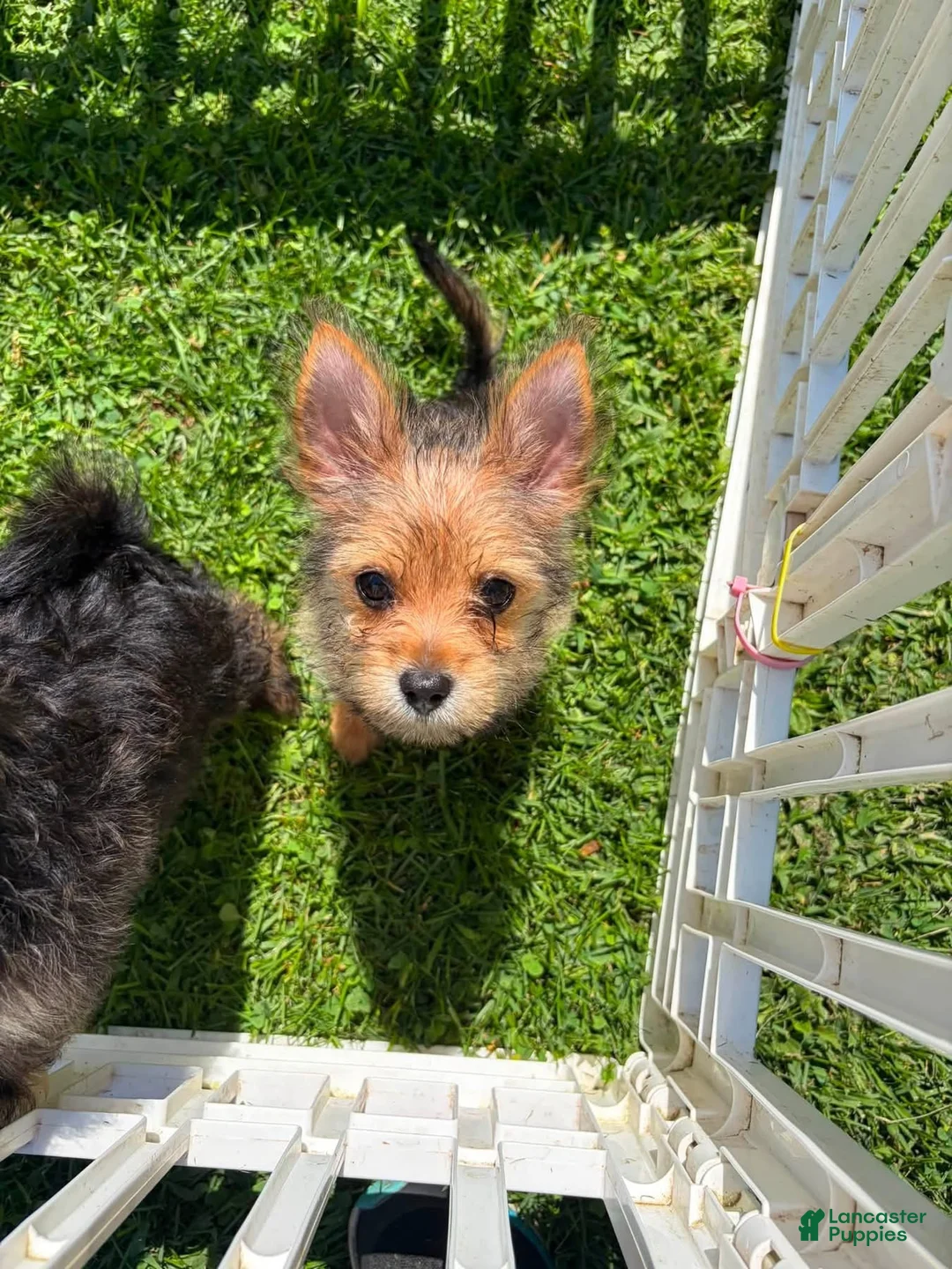 Mixed Breed dogs for sale: Mixed Breed 2 - Ad 1