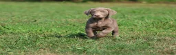 Labrador Retriever dogs for sale: Misty - Ad 1