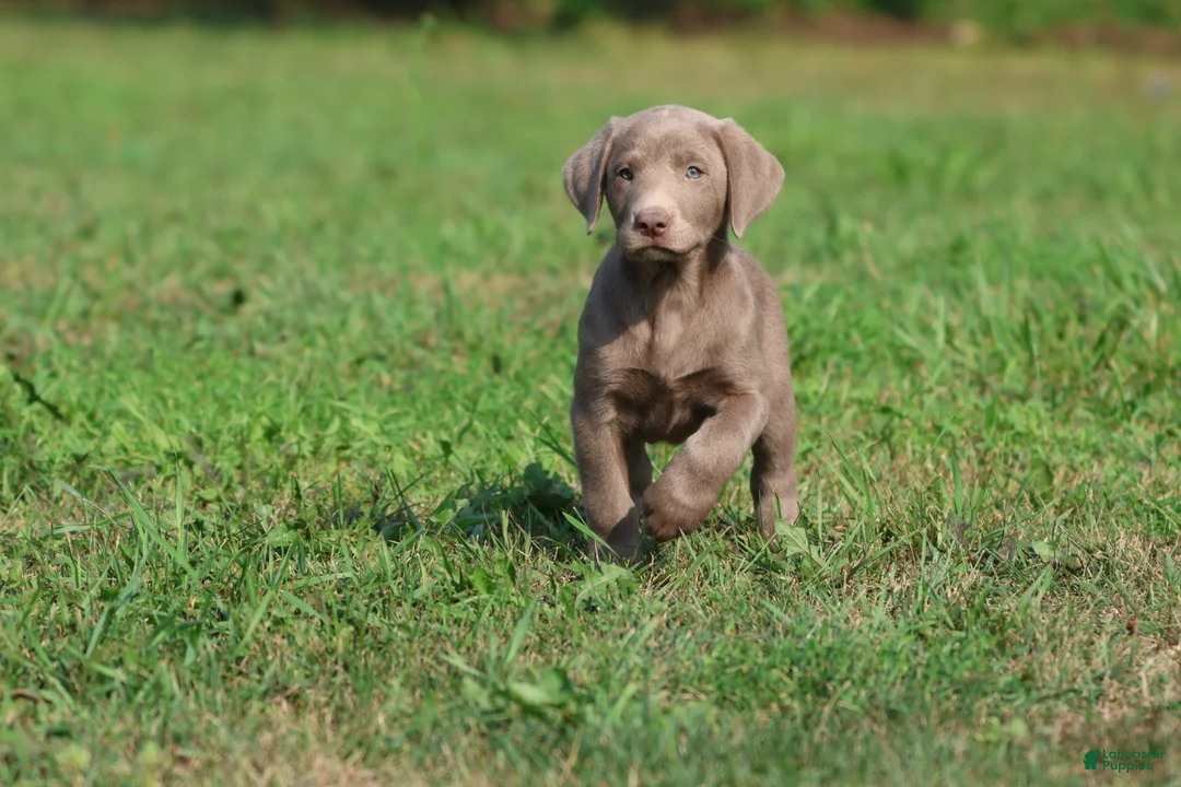 Labrador Retriever dogs for sale: Misty - Ad 1