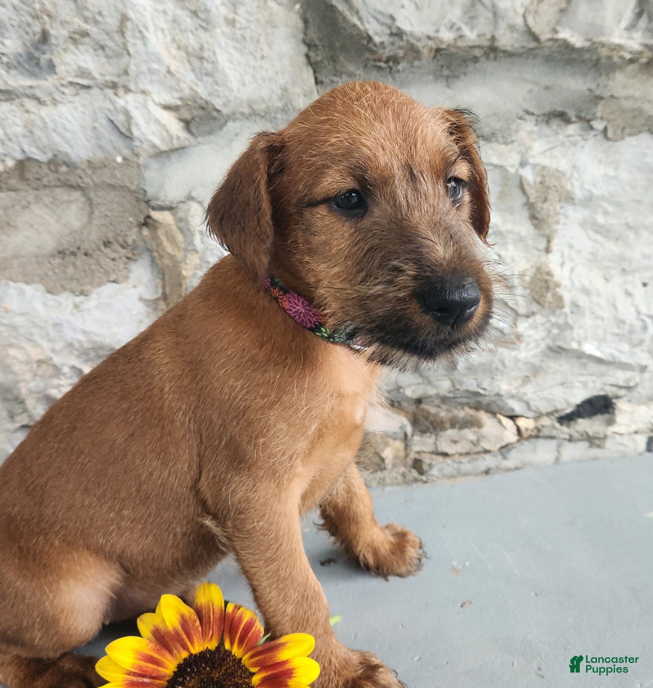 Irish Terrier dogs Roxie - Ad 2