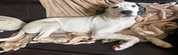 Mixed Breed dogs for sale: Pearl - Ad 4