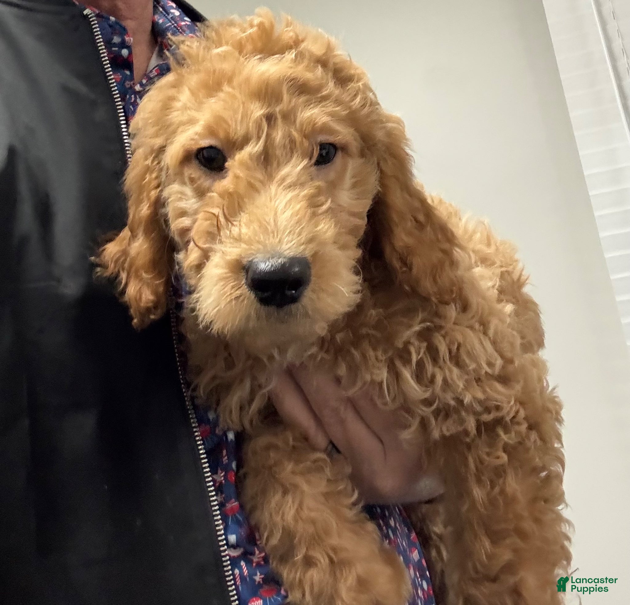 Goldendoodle dogs Goldendoodle Puppy 1 - Ad 2