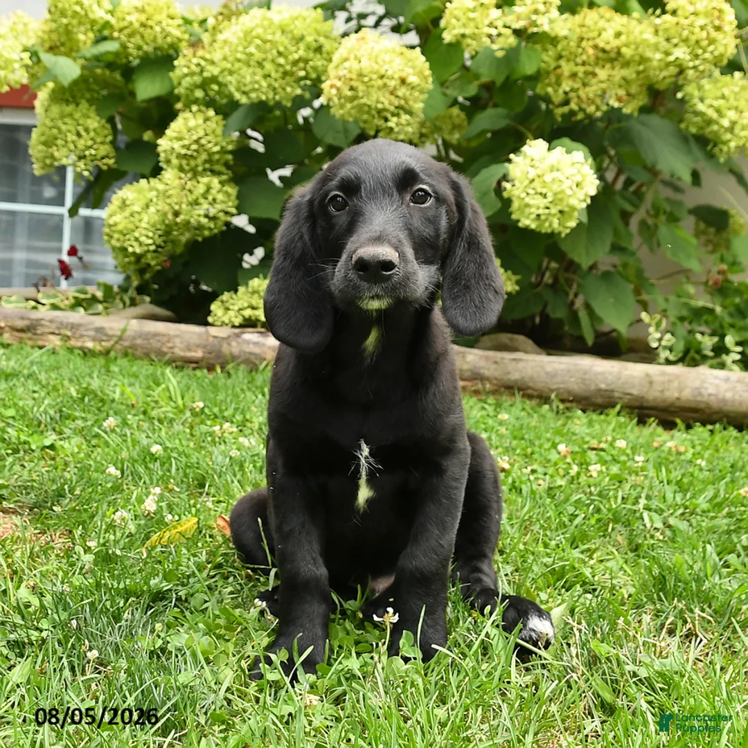 Labradoodle dogs for sale: Dapper - Ad 1