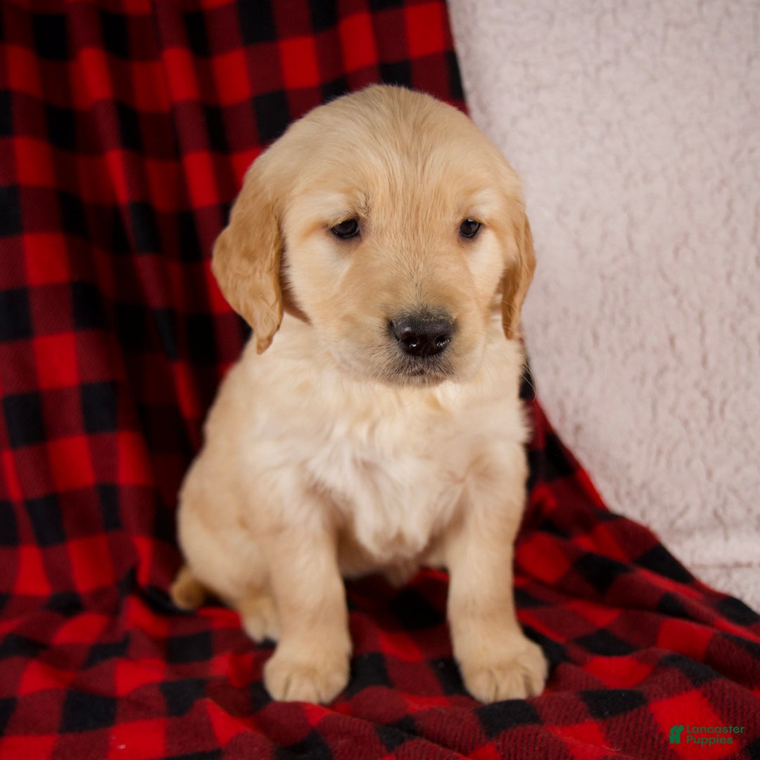 Golden Retriever dogs for sale: Tessa - Ad 2