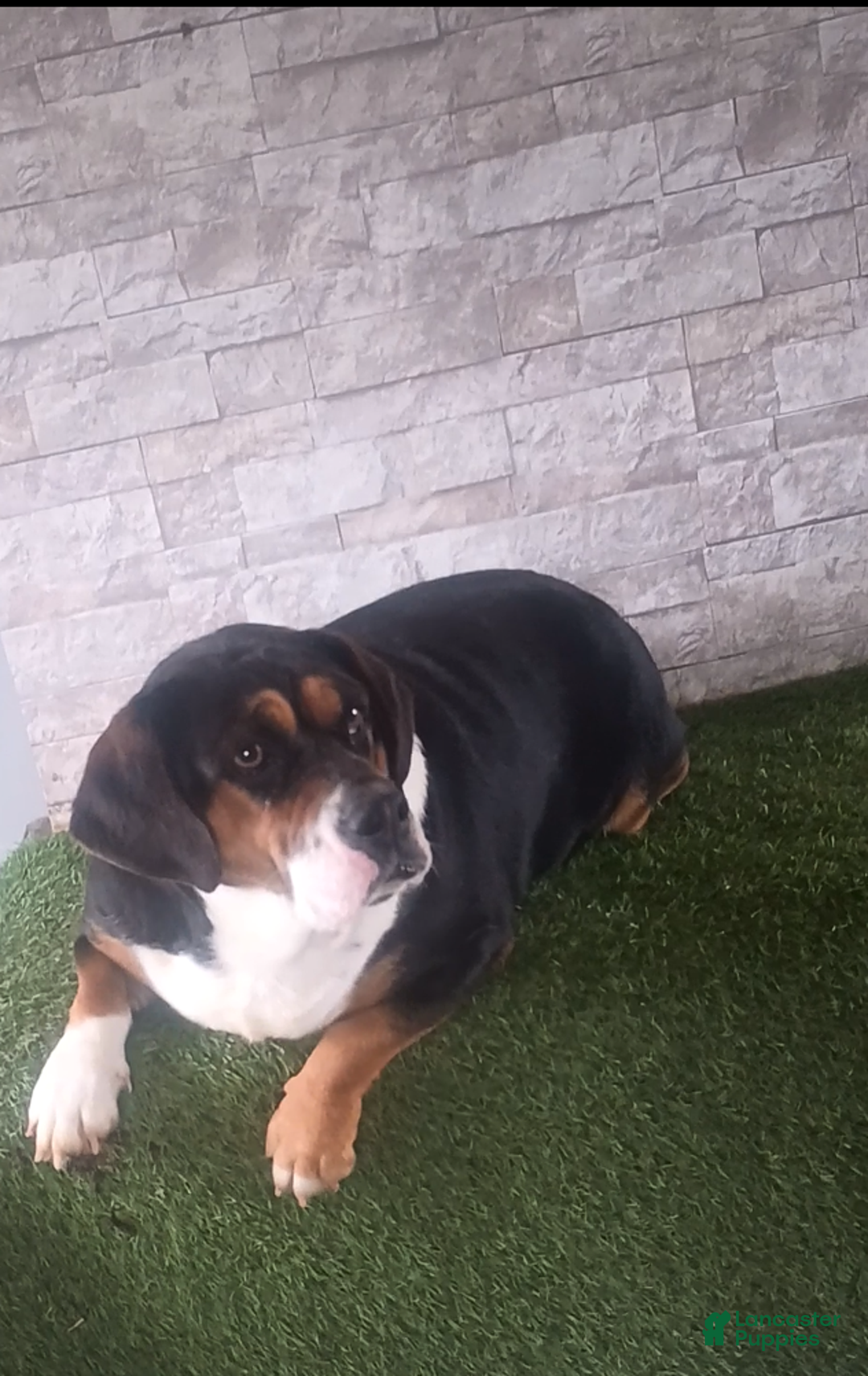 Mixed Breed dogs for sale: Brynn - Ad 8