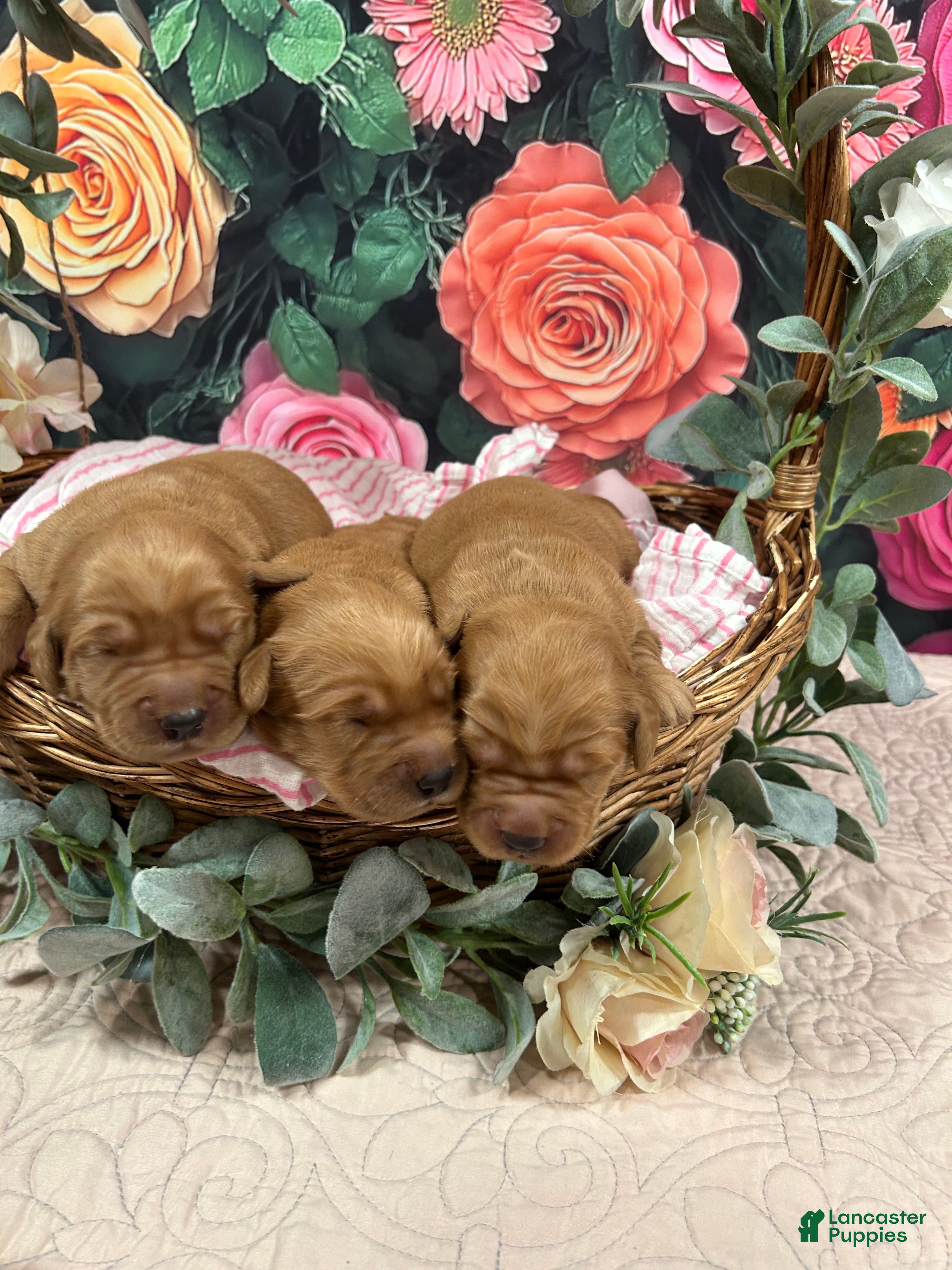 Golden Retriever dogs for sale: Honey - Ad 1