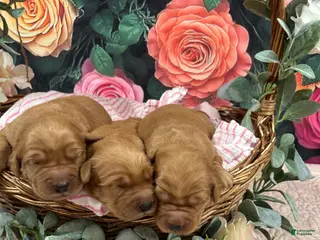 Golden Retriever dogs for sale: Honey - Ad 1