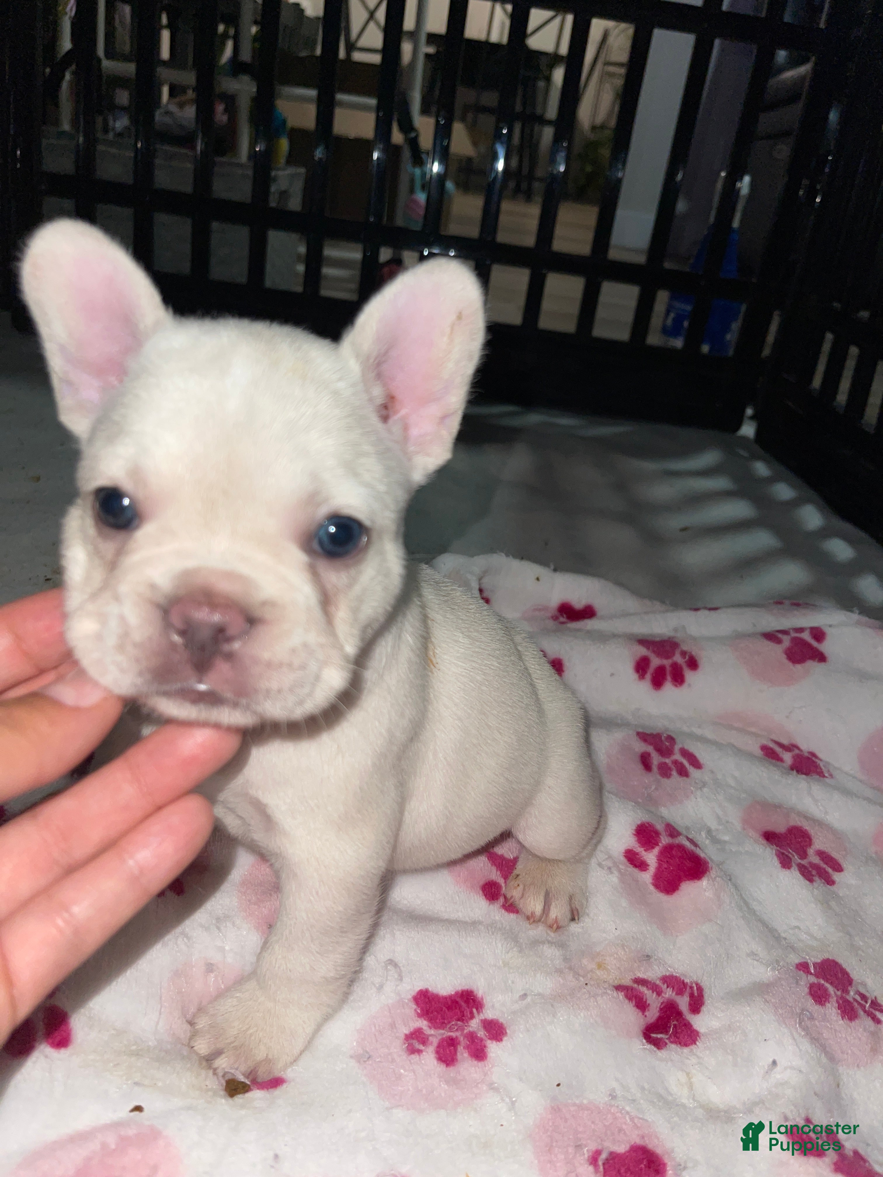 French Bulldog dogs Snowcake - Ad 2