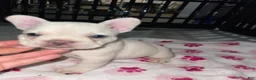 French Bulldog dogs for sale: Snowcake - Ad 12