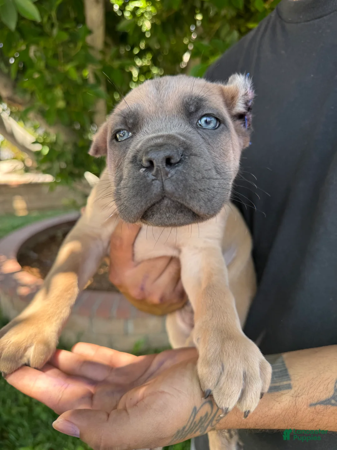 Cane Corso dogs for sale: Puppy 4 - Ad 2