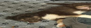 Aussiedoodle 5