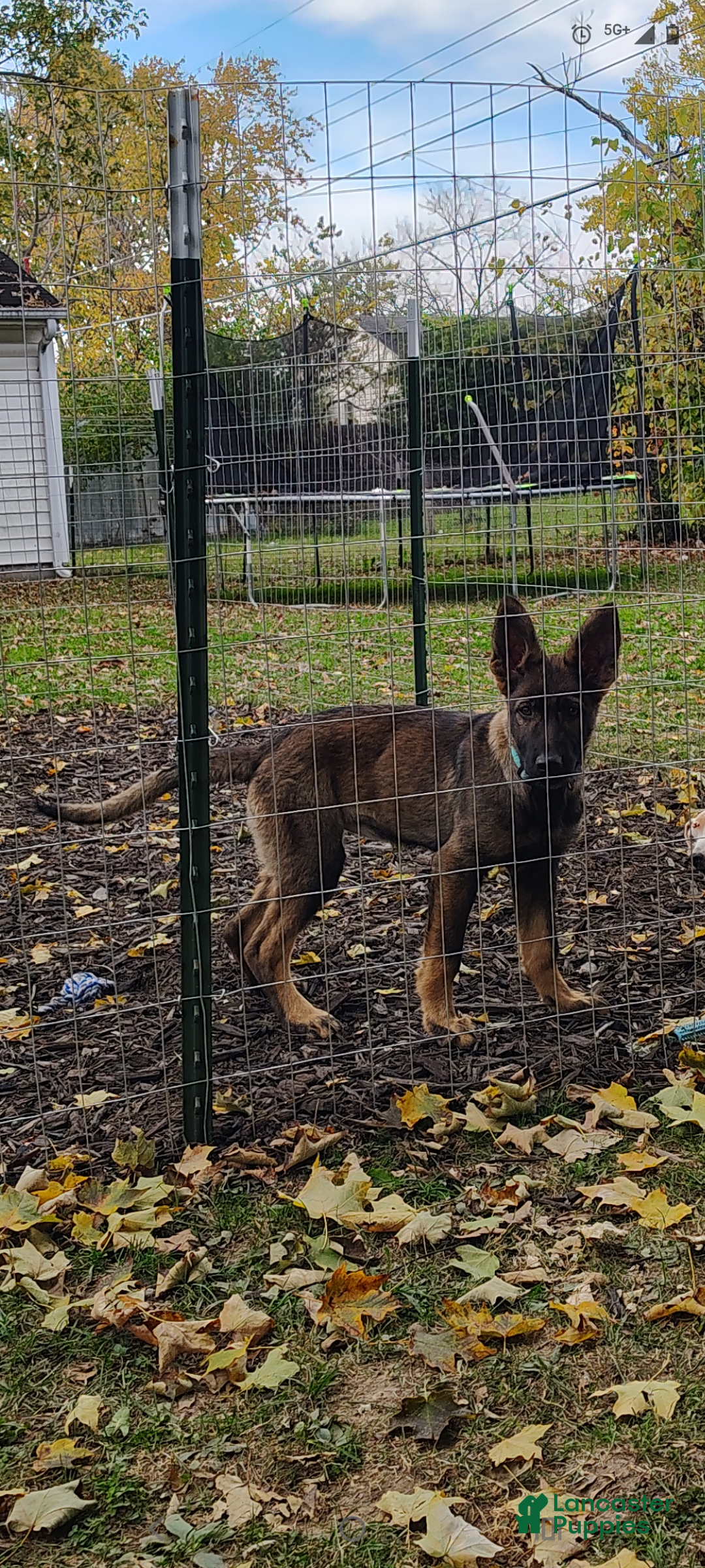German Shepherd dogs for sale: Riot - Ad 1