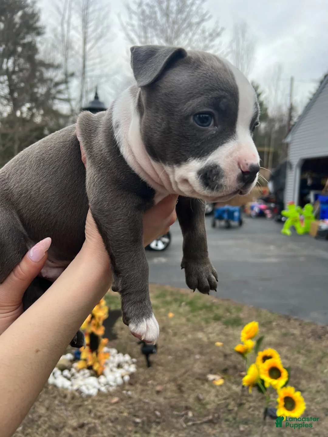 American Bully dogs for sale: American Bully Puppy 6 - Ad 1