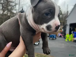 American Bully dogs American Bully Puppy 6 - Ad 16