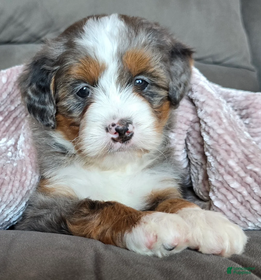 Mini Bernedoodle dogs for sale: Mini Sophie - Ad 14