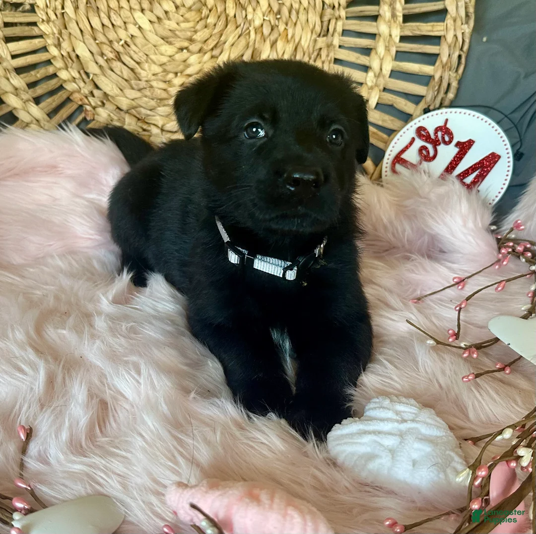 German Shepherd dogs for sale: Aster - Ad 9