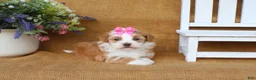 Havanese dogs for sale: Hallie - Ad 3