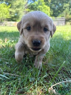 Golden Retriever dogs Trixi - Ad 6