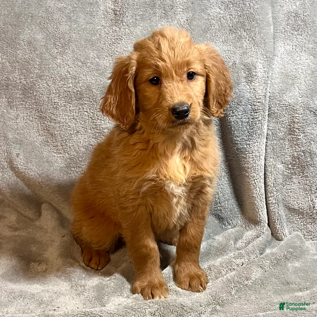 Goldendoodle dogs for sale: Luna - Ad 2