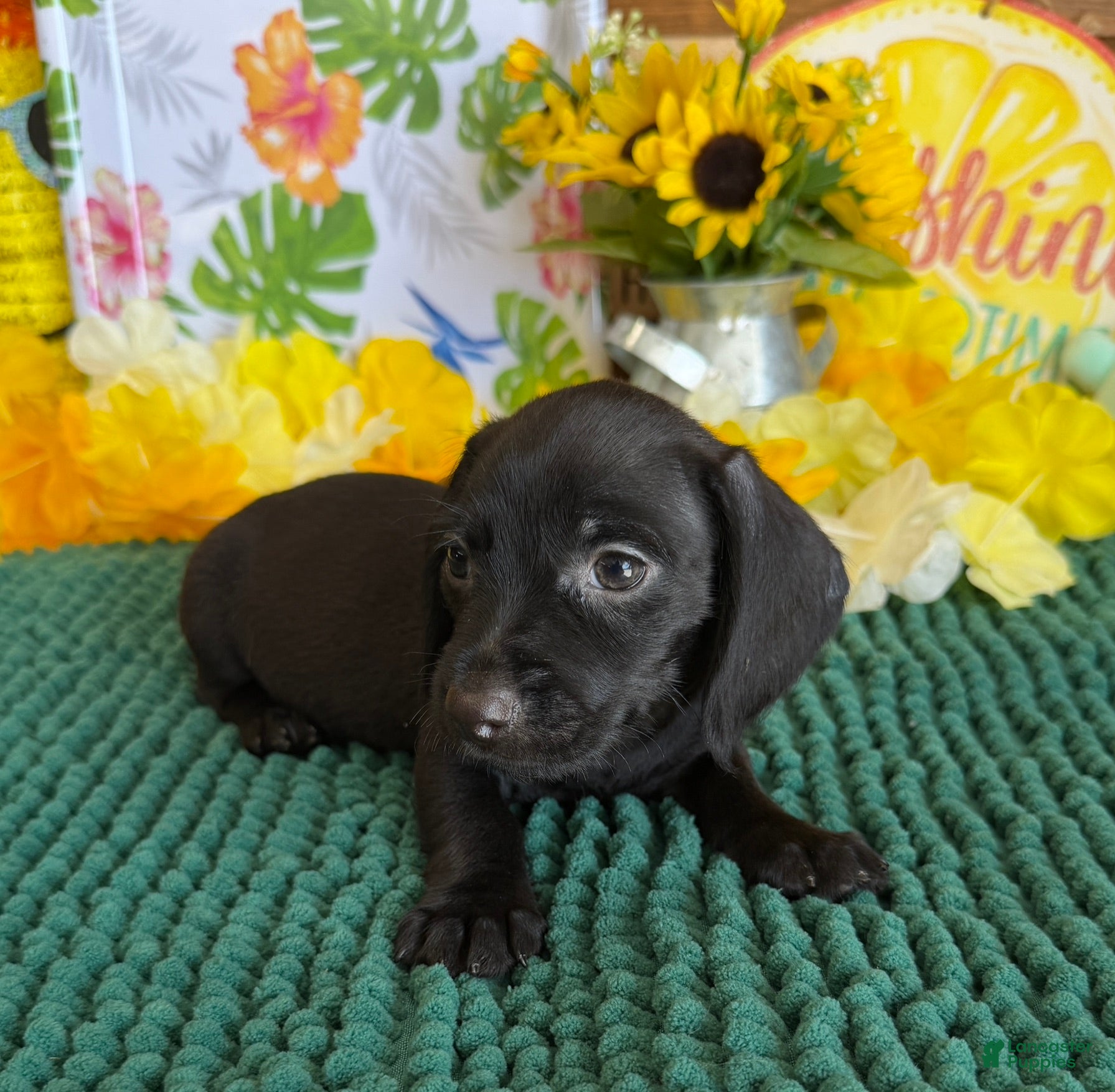 Miniature Dachshund dogs Blackie - Ad 17