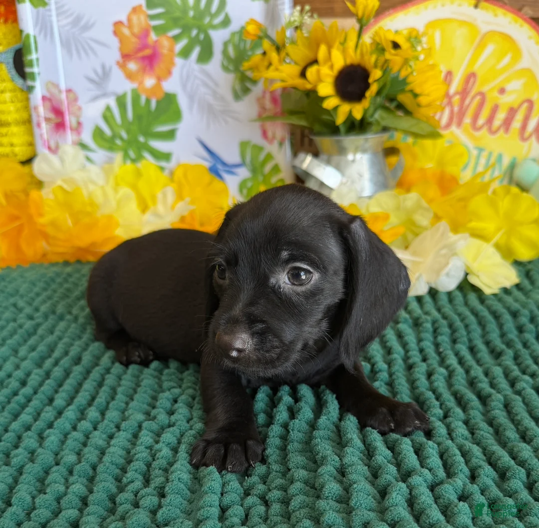Miniature Dachshund dogs for sale: Blackie - Ad 1
