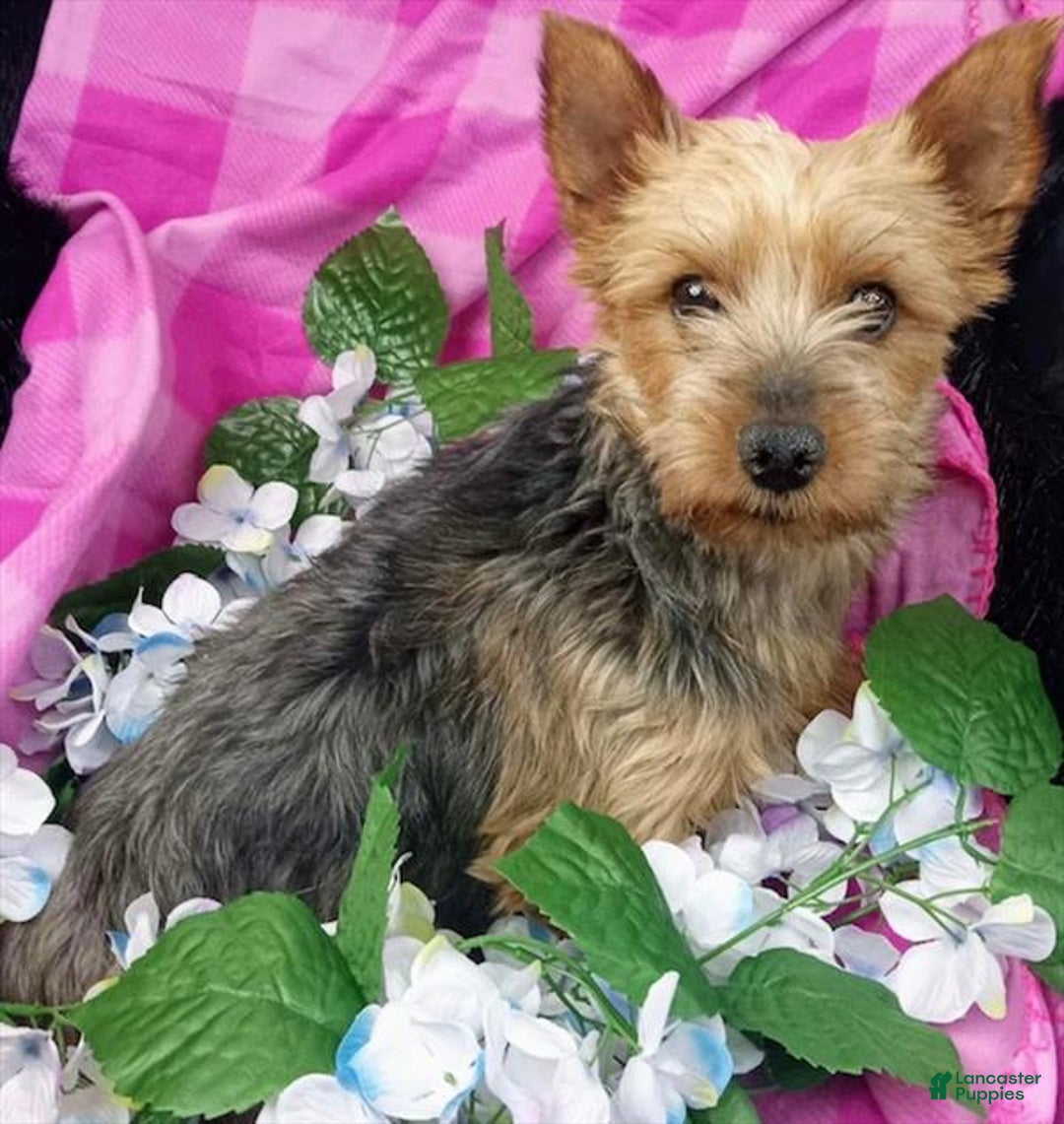 Morkie dogs for sale: Morkie Puppy 1 - Ad 7