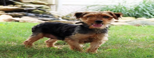 Chloe