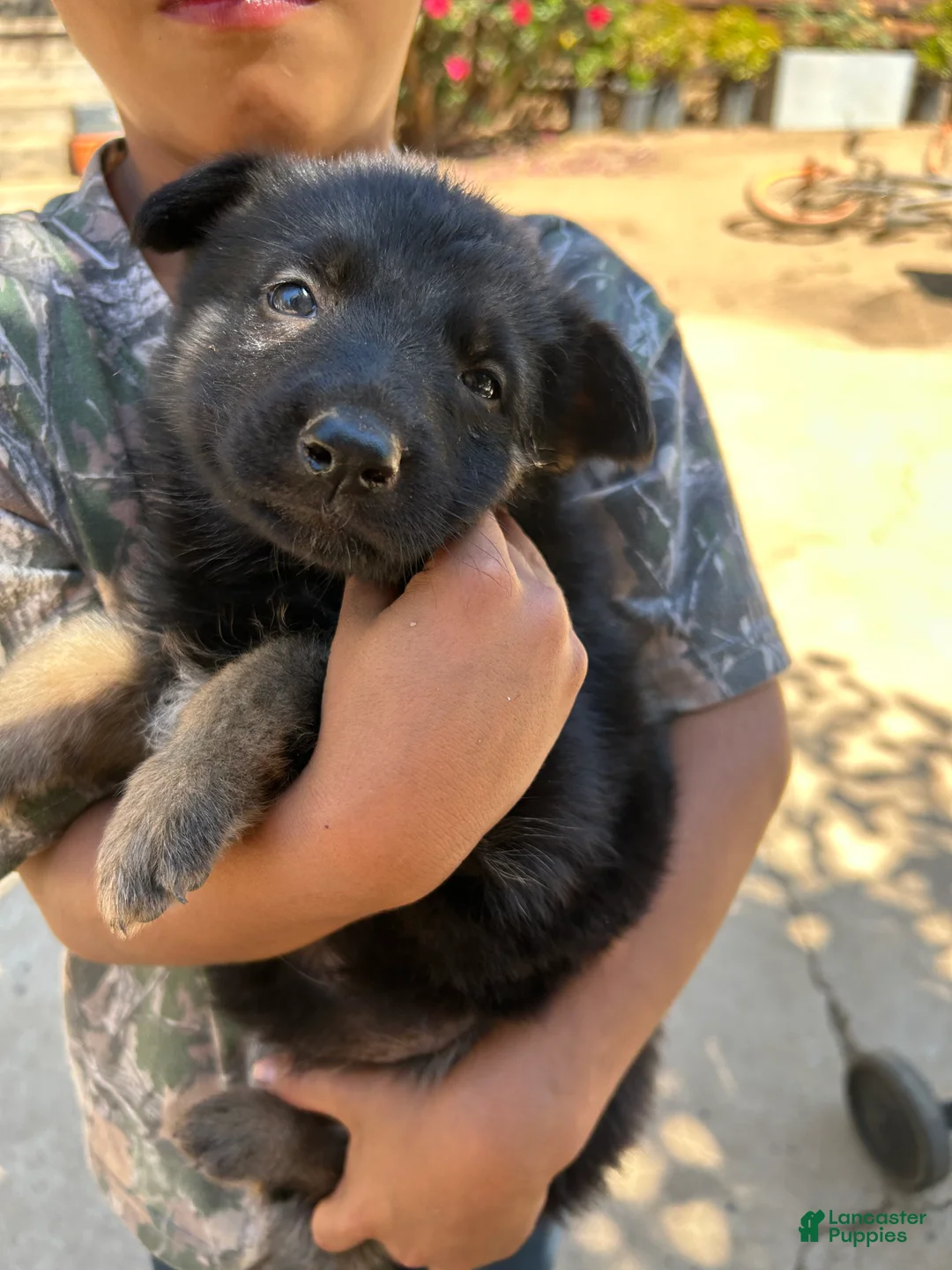 German Shepherd dogs for sale: German Shepherd 7 - Ad 1