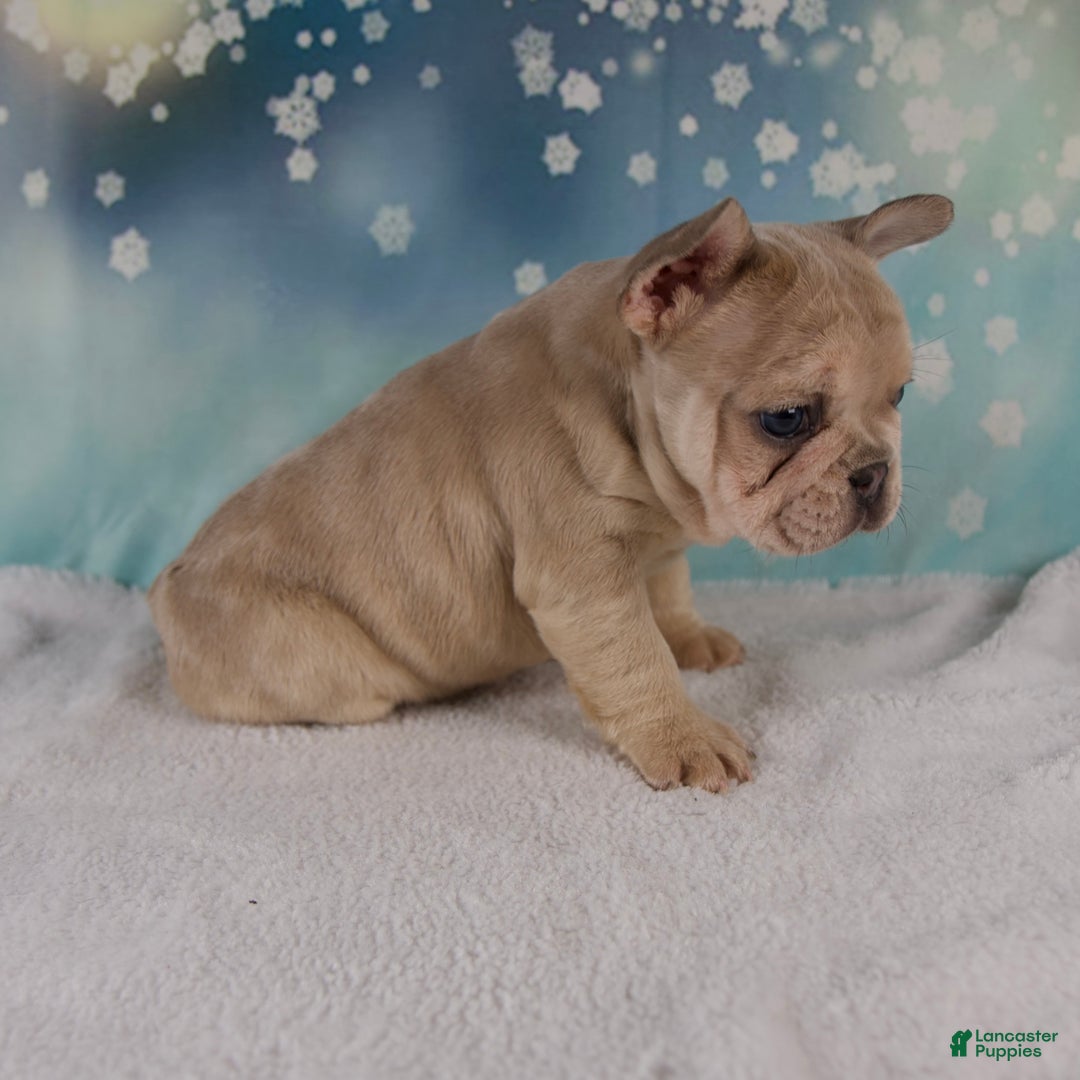 French Bulldog dogs for sale: Mika - Ad 6