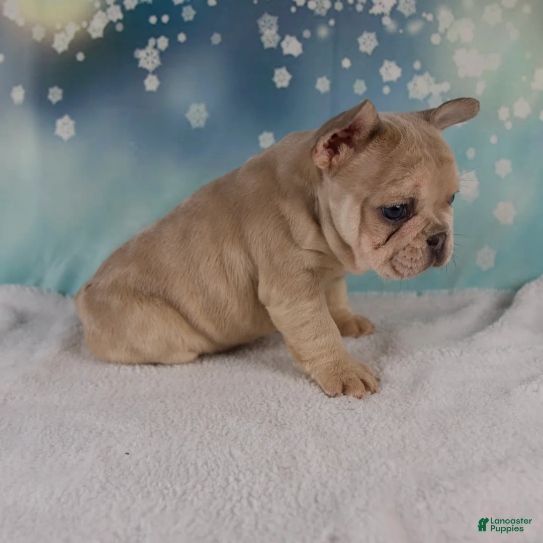French Bulldog dogs for sale: Mika - Ad 6