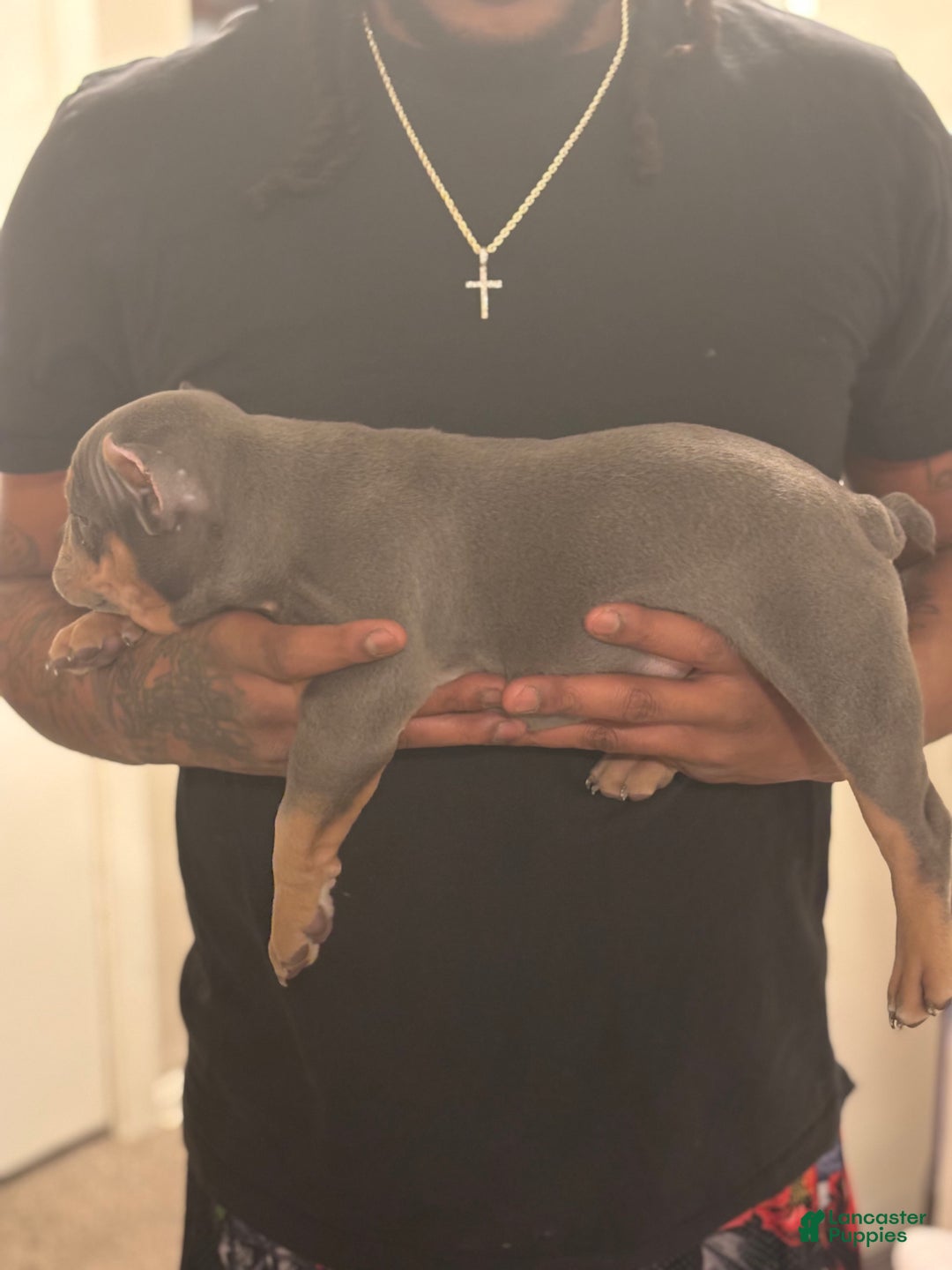 American Bully dogs for sale: American Bully Puppy 5 - Ad 6