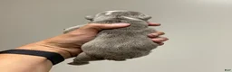 English Bulldog dogs for sale: SQUISHY PAWS - Ad 3