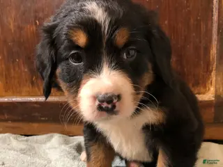 Bernese Mountain Dog dogs Bernese Mountain Dog Puppy 5 - Ad 31