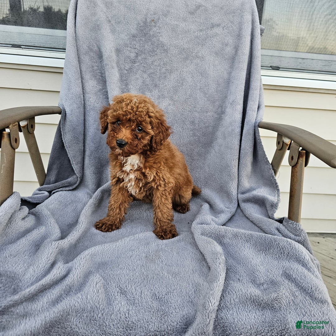 Toy Poodle dogs for sale: Ria - Ad 2
