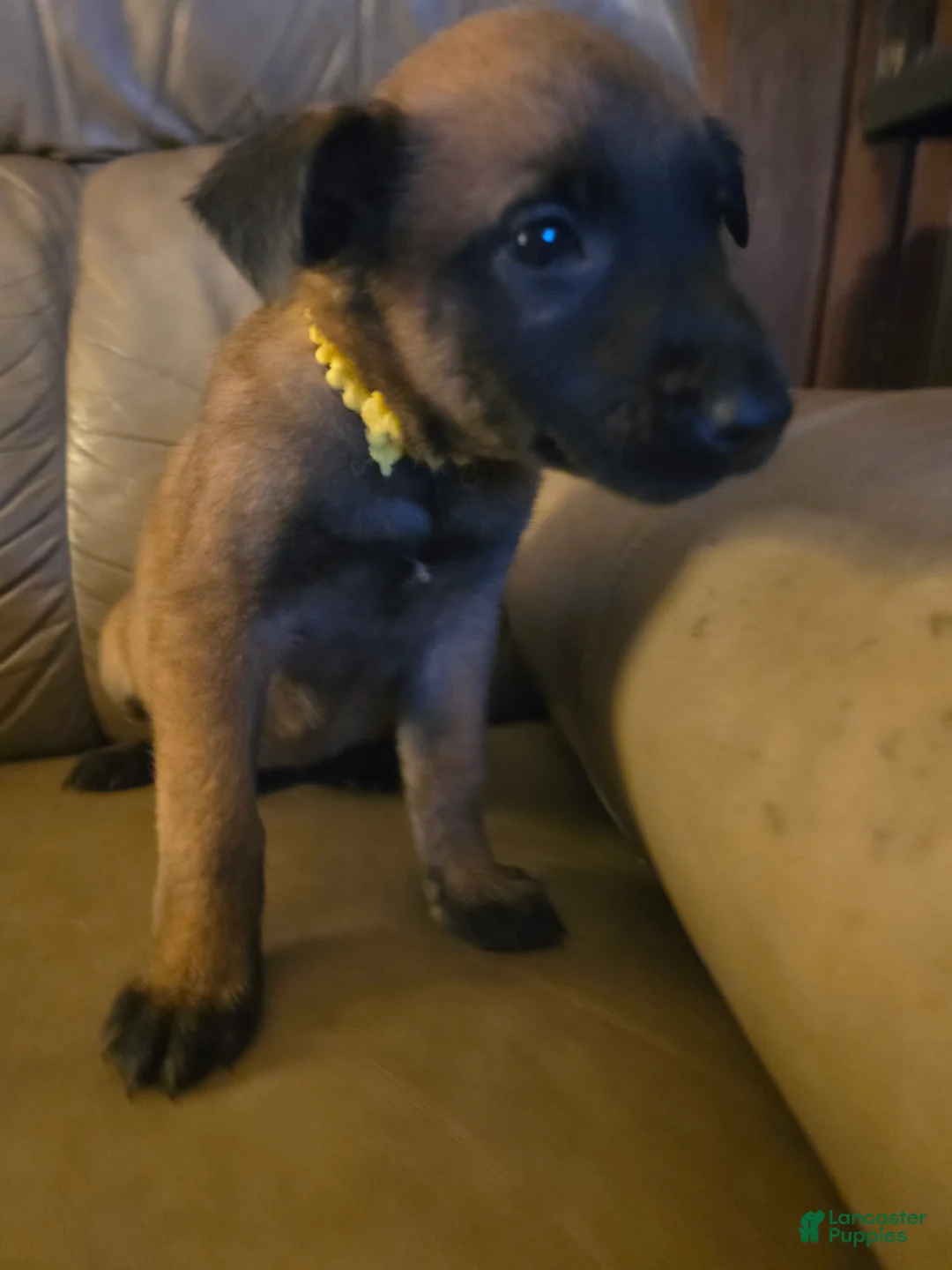 Belgian Malinois dogs for sale: Belgian Malinois 5 (yellow) - Ad 1