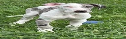 Great Dane dogs for sale: Patches Great Dane  - Ad 9