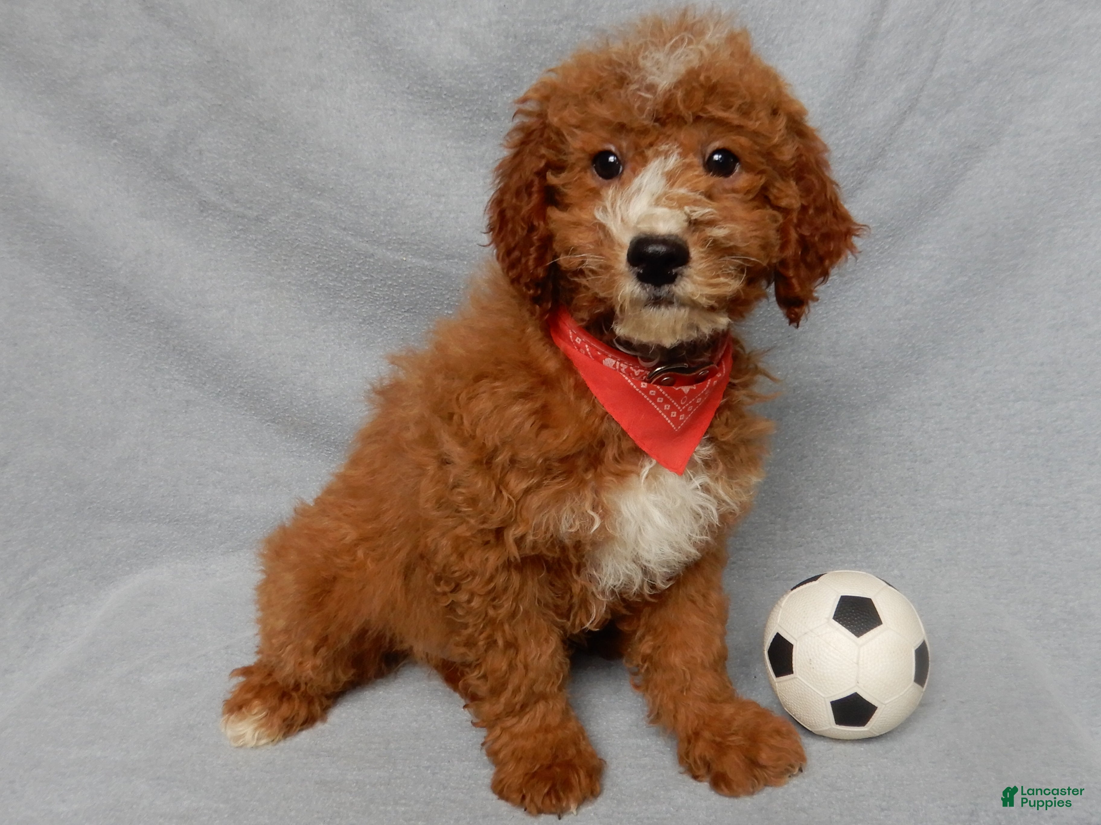 Mini Goldendoodle dogs Charlie - Ad 16