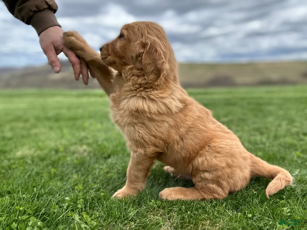Golden Retriever dogs for sale: Prince  - Ad 12