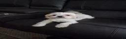 Shih Tzu dogs for sale: Shih Tzu 1 - Ad 5