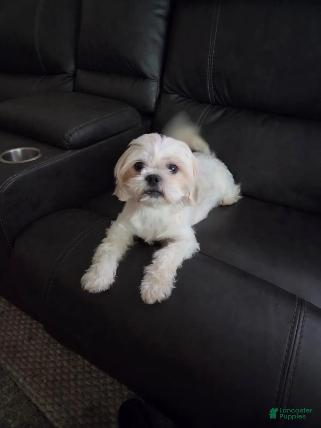 Shih Tzu dogs for sale: Shih Tzu 1 - Ad 5