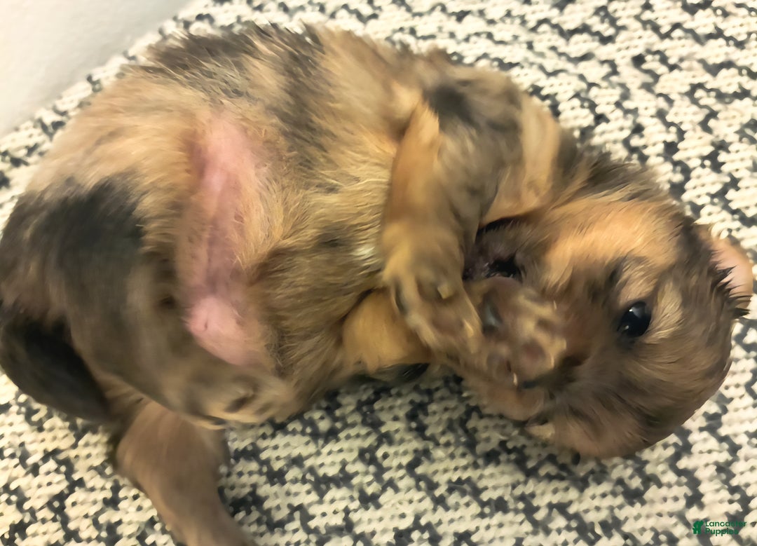 Mixed Breed dogs for sale: Bubbles  - Ad 1