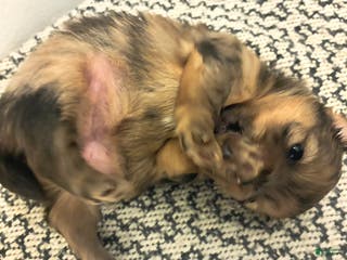 Mixed Breed dogs Bubbles - Ad 10